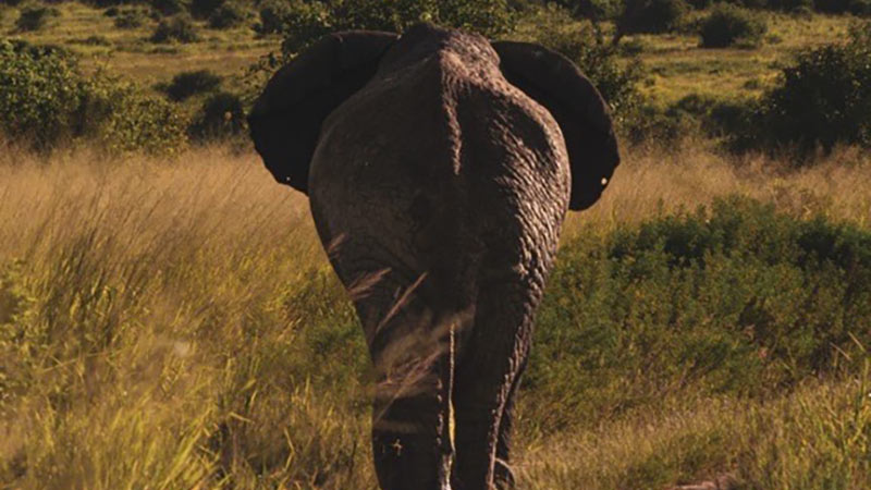 CONSUL Weltreisen - Rundreisen Tansania